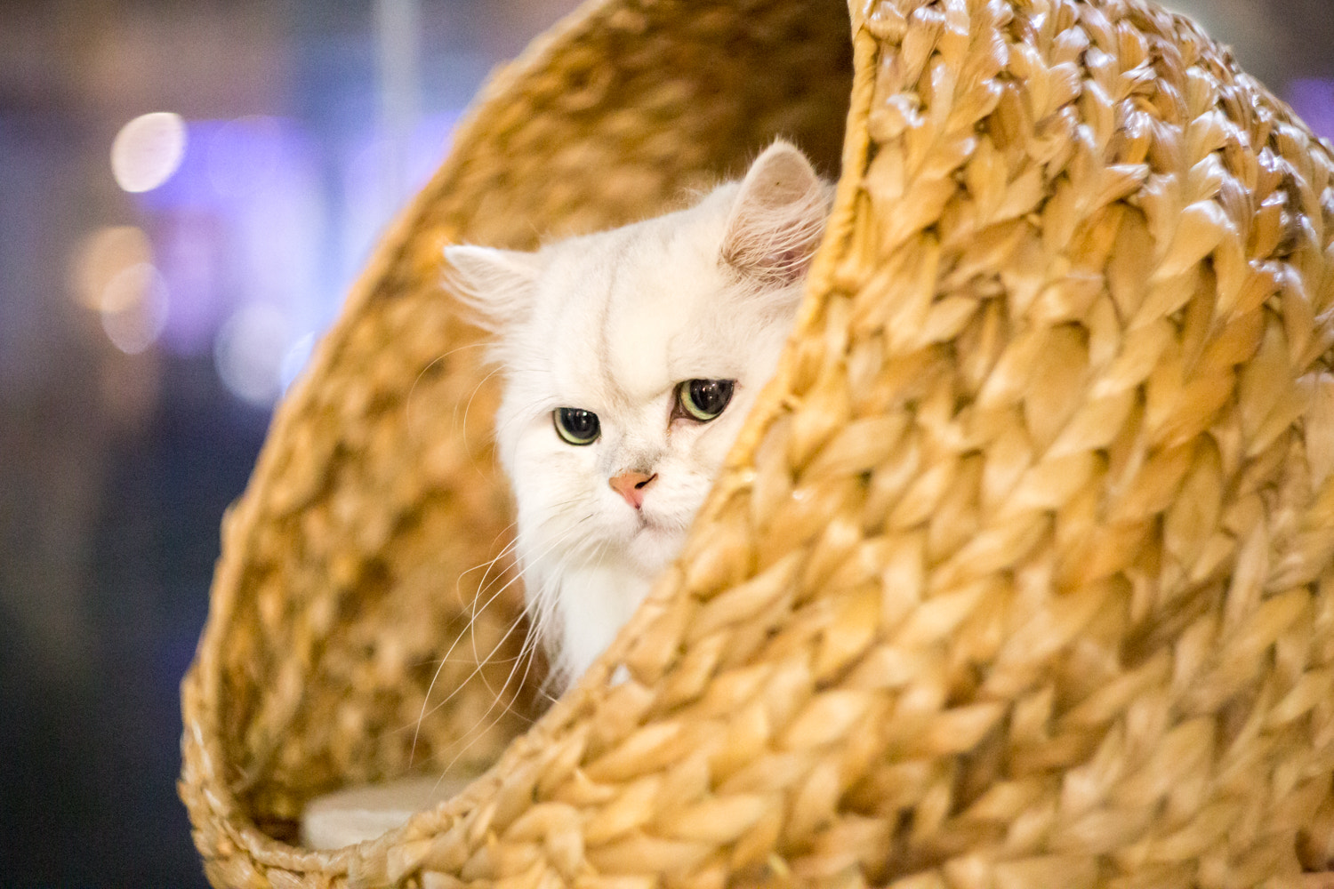 Canon EF 35-80mm f/4-5.6 sample photo. Cat in a basket photography