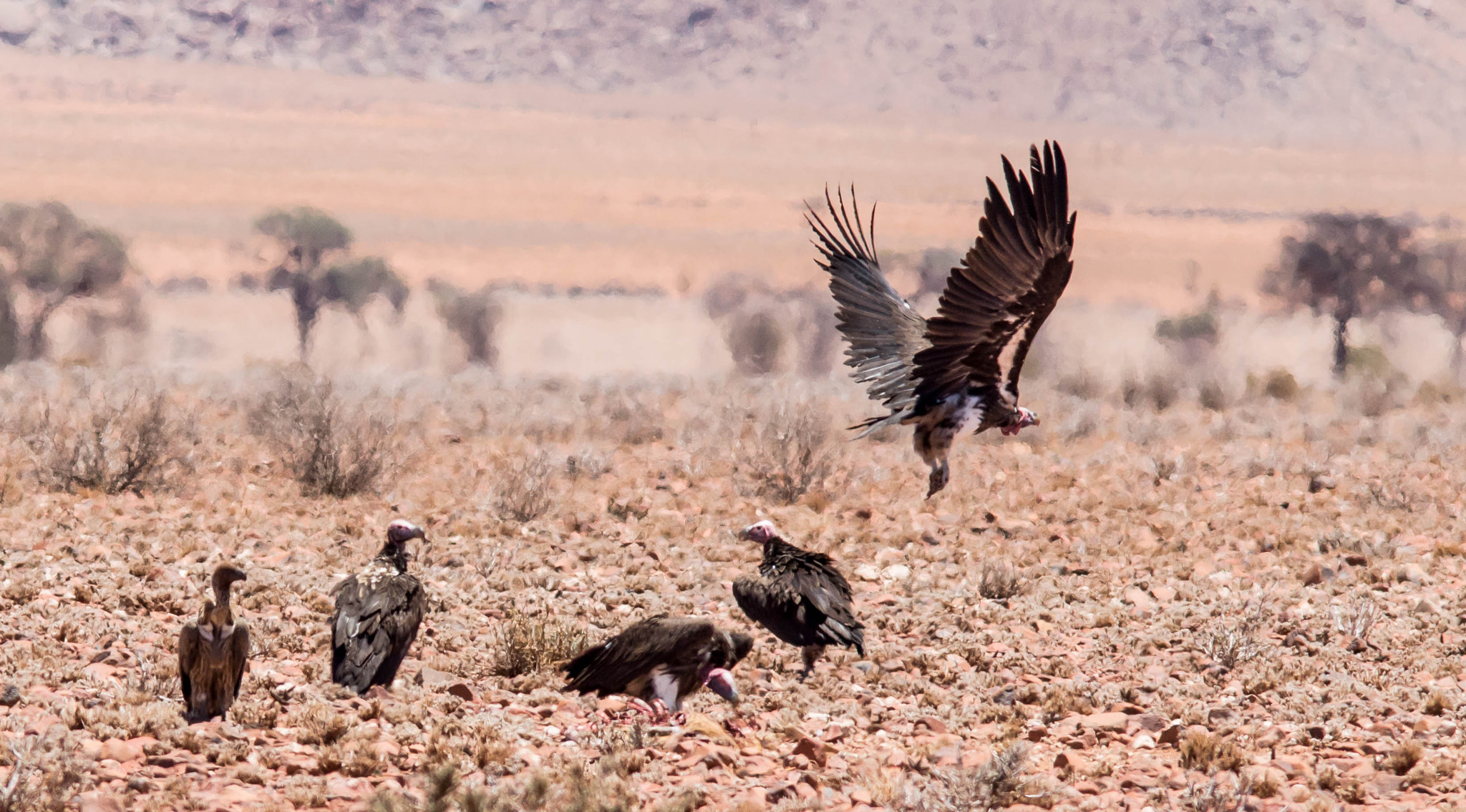 Nikon D3200 sample photo. Lappedfaced vulture photography