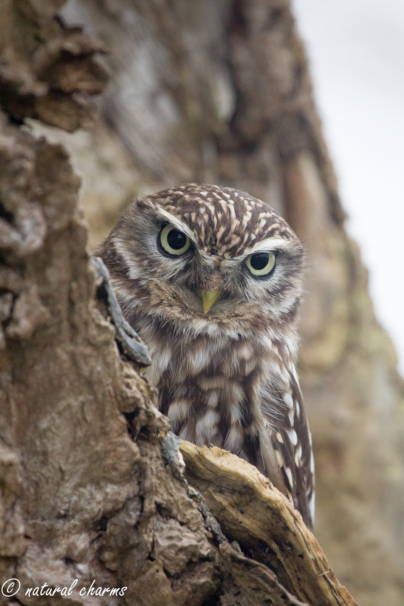 Canon EF 100-400mm F4.5-5.6L IS USM sample photo. Kiekaboe photography