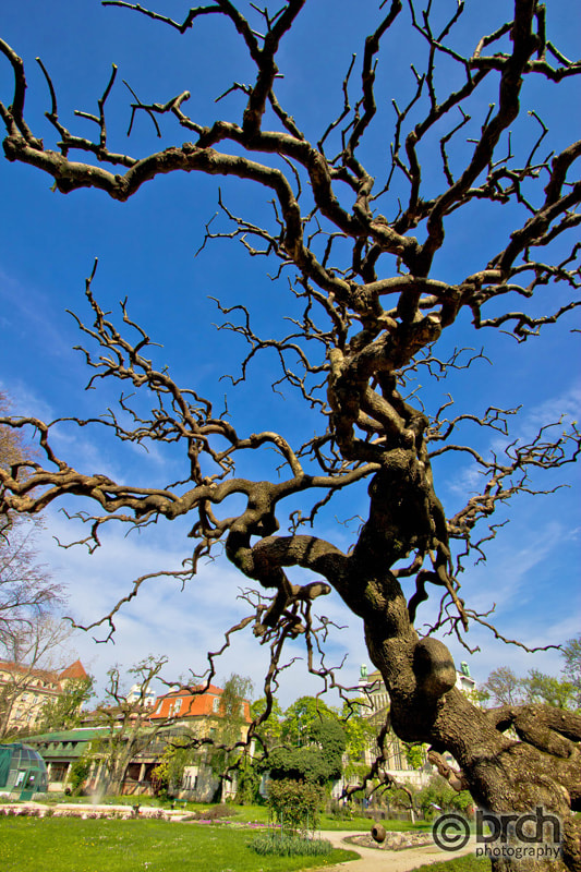 Canon EF-S 10-22mm F3.5-4.5 USM sample photo. Tree in botanical garden in zagreb photography