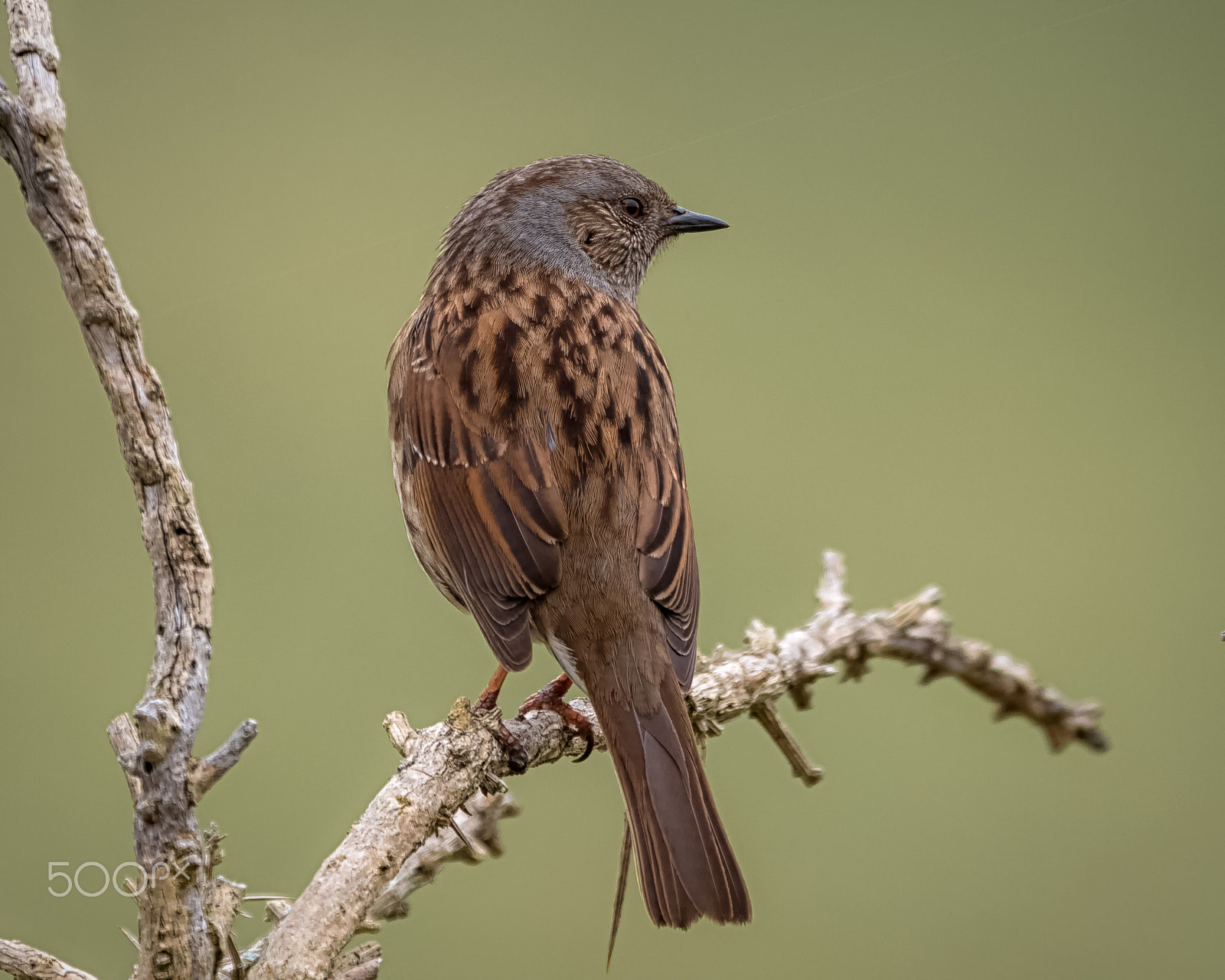 Panasonic Lumix DMC-GH4 + LEICA DG 100-400/F4.0-6.3 sample photo. Dunnock photography