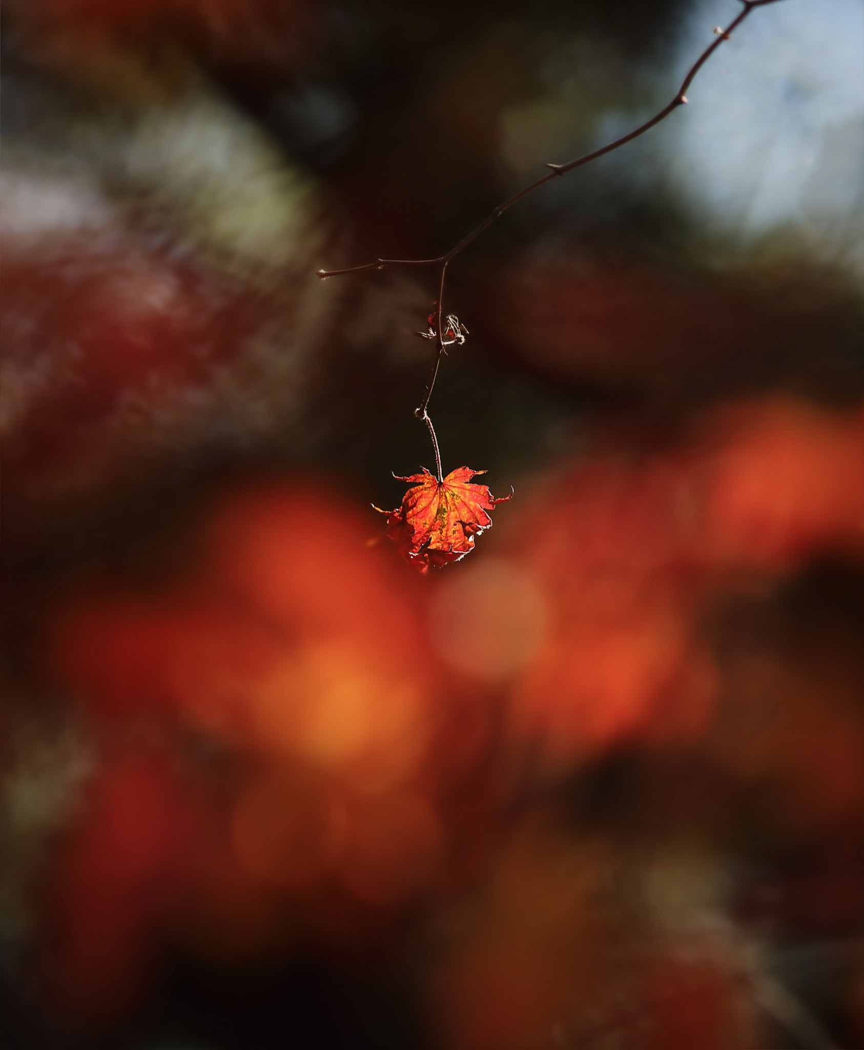 Canon EF 300mm F4L IS USM sample photo. 印象…秋色2 photography