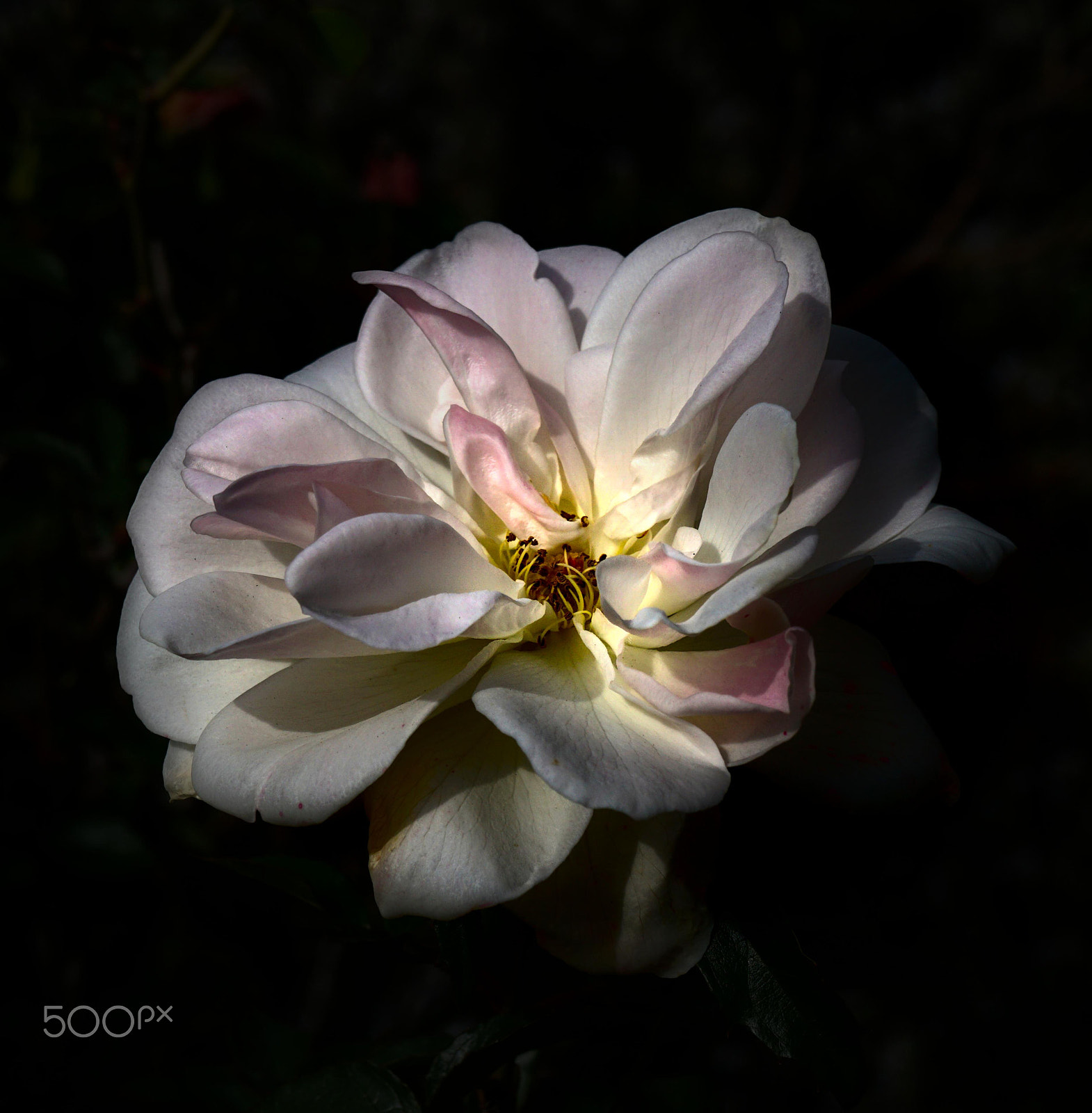 Sony E 18-55mm F3.5-5.6 OSS sample photo. White rose photography