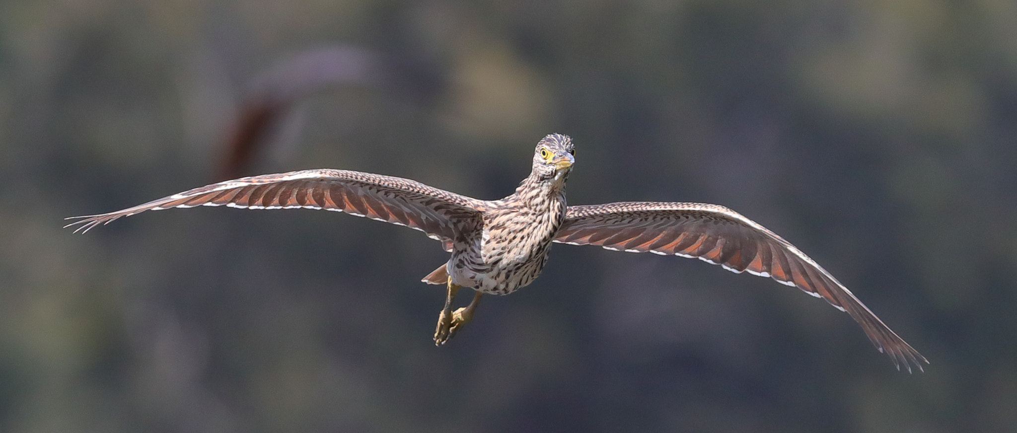 Canon EF 400mm F2.8L IS II USM sample photo. Nankeen night heron in flight photography