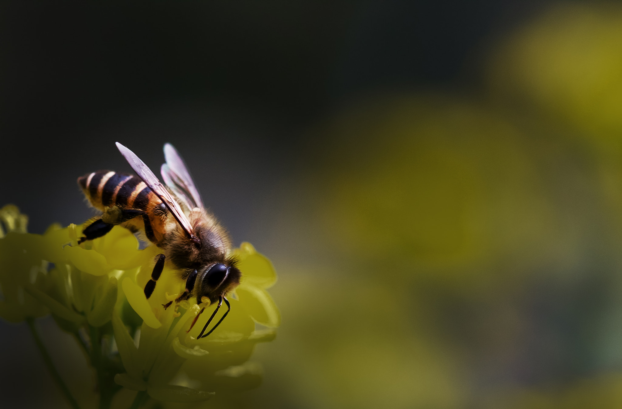 Canon EF 100mm F2.8 Macro USM sample photo. 蜜蜂 photography