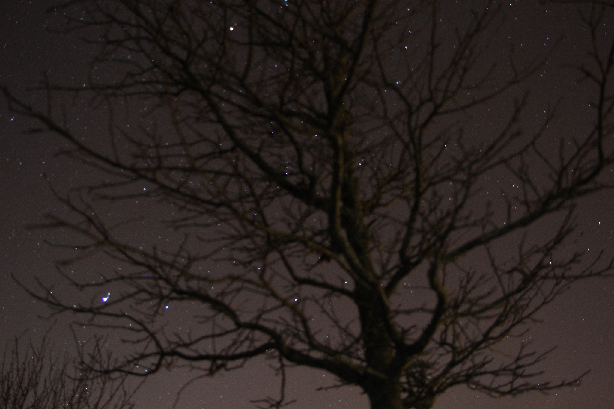 Tamron SP AF 17-50mm F2.8 XR Di II LD Aspherical (IF) sample photo. Night tree photography