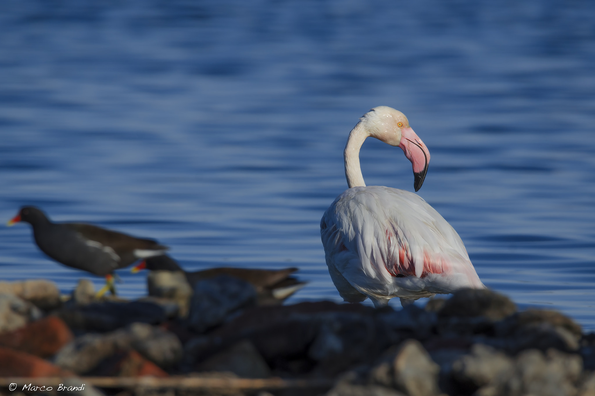 Sigma 150-600mm F5-6.3 DG OS HSM | S sample photo. Fenicottero rosa e gallinelle d'acqua photography