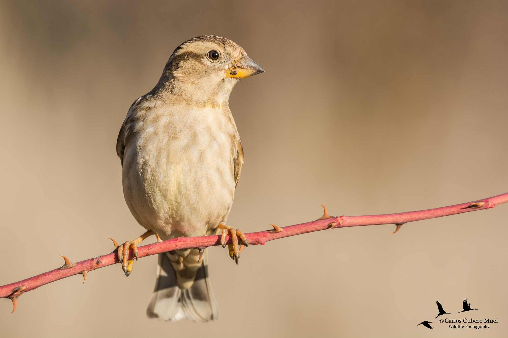 Sigma 150-600mm F5-6.3 DG OS HSM | C sample photo. Petronia petronia photography
