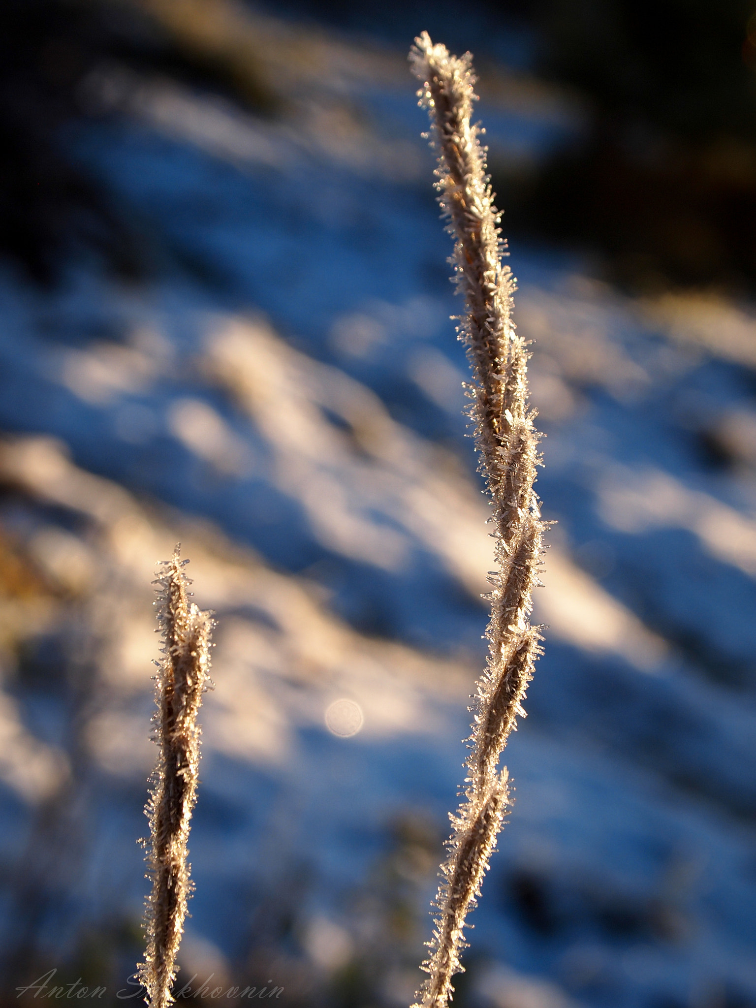 Olympus PEN E-PL1 sample photo. Frozen ears photography