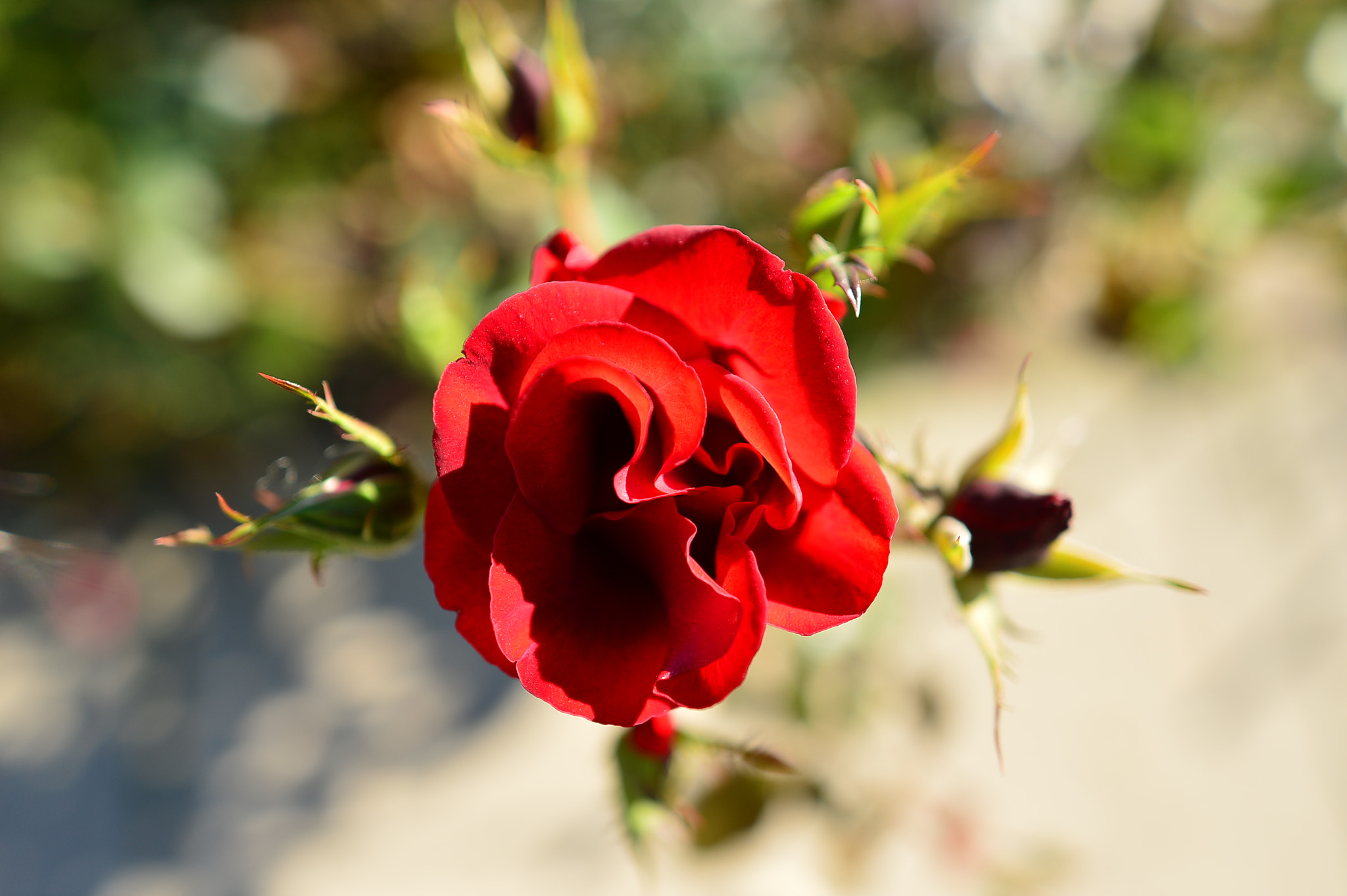 Nikon Df sample photo. Love is like a big big rose photography