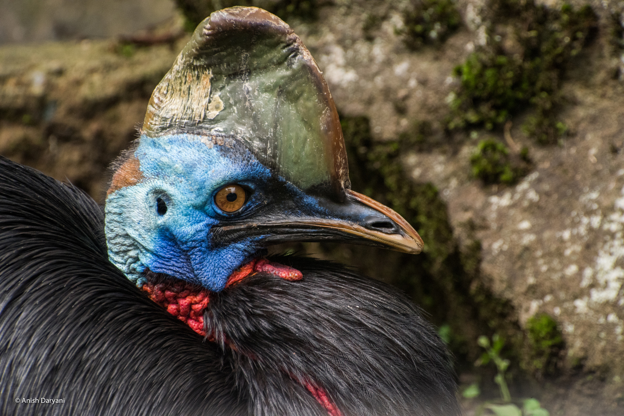 Nikon D810 sample photo. The most dangerous bird - cassowary photography