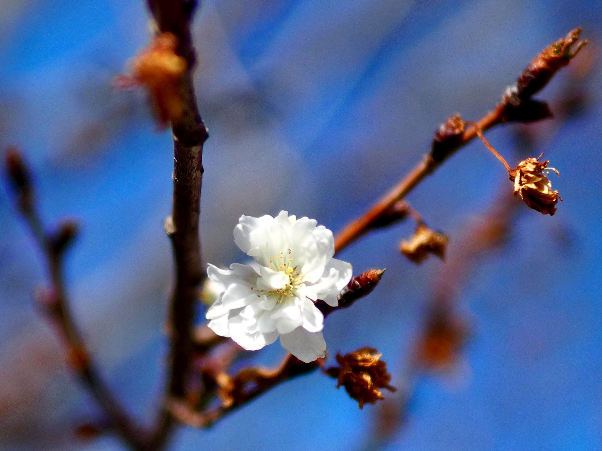 Olympus OM-D E-M5 II + Panasonic Leica DG Summilux 25mm F1.4 II ASPH sample photo. Plum photography