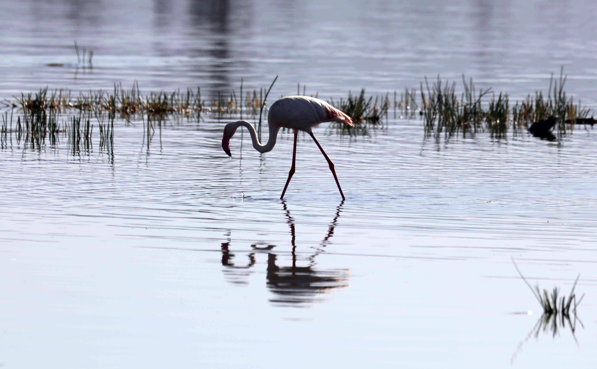 Canon EOS 80D sample photo. Lesser flamingo in lake nakuru, kenya photography