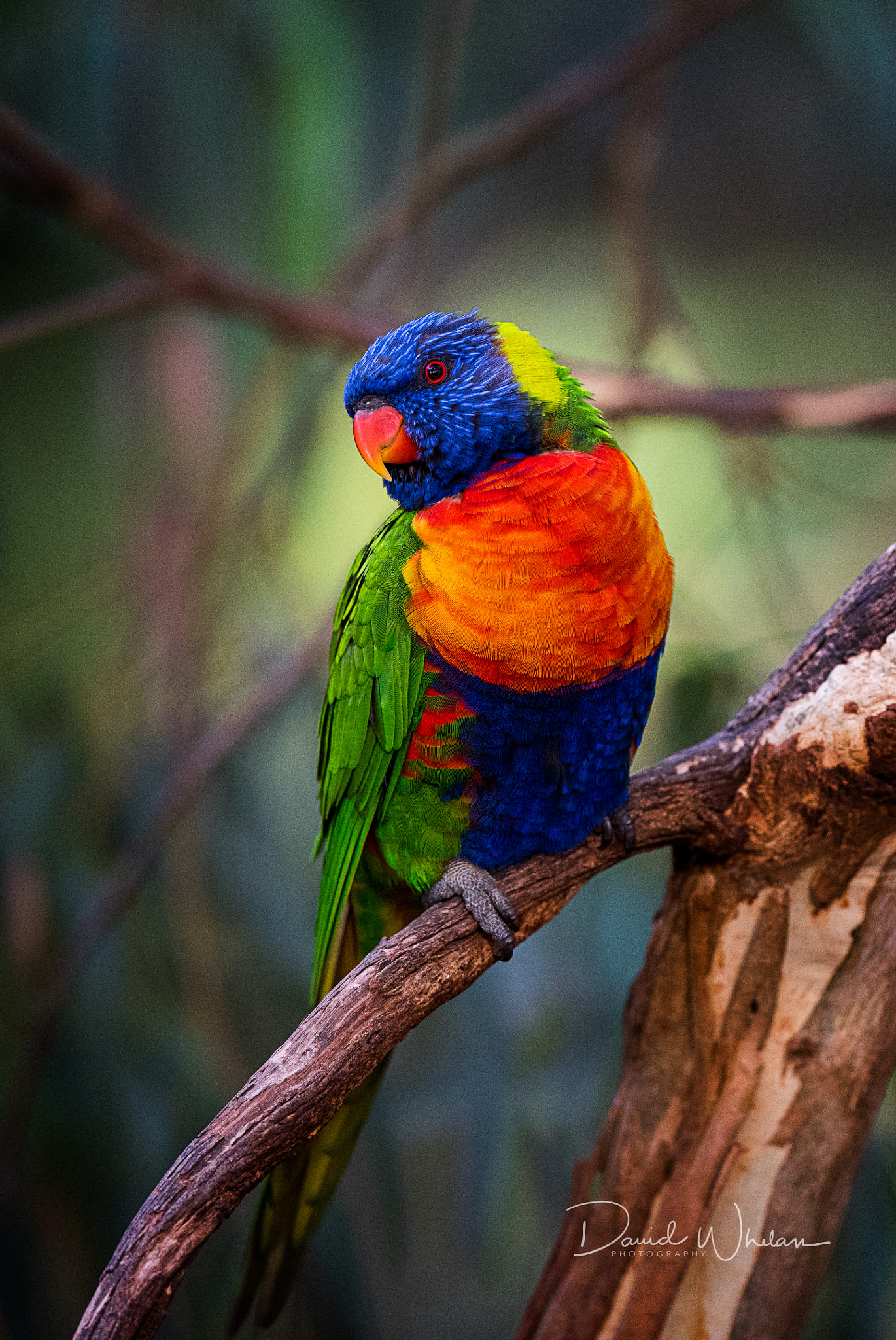 Nikon AF-S Nikkor 400mm F2.8E FL ED VR sample photo. Rainbow lorikeet photography