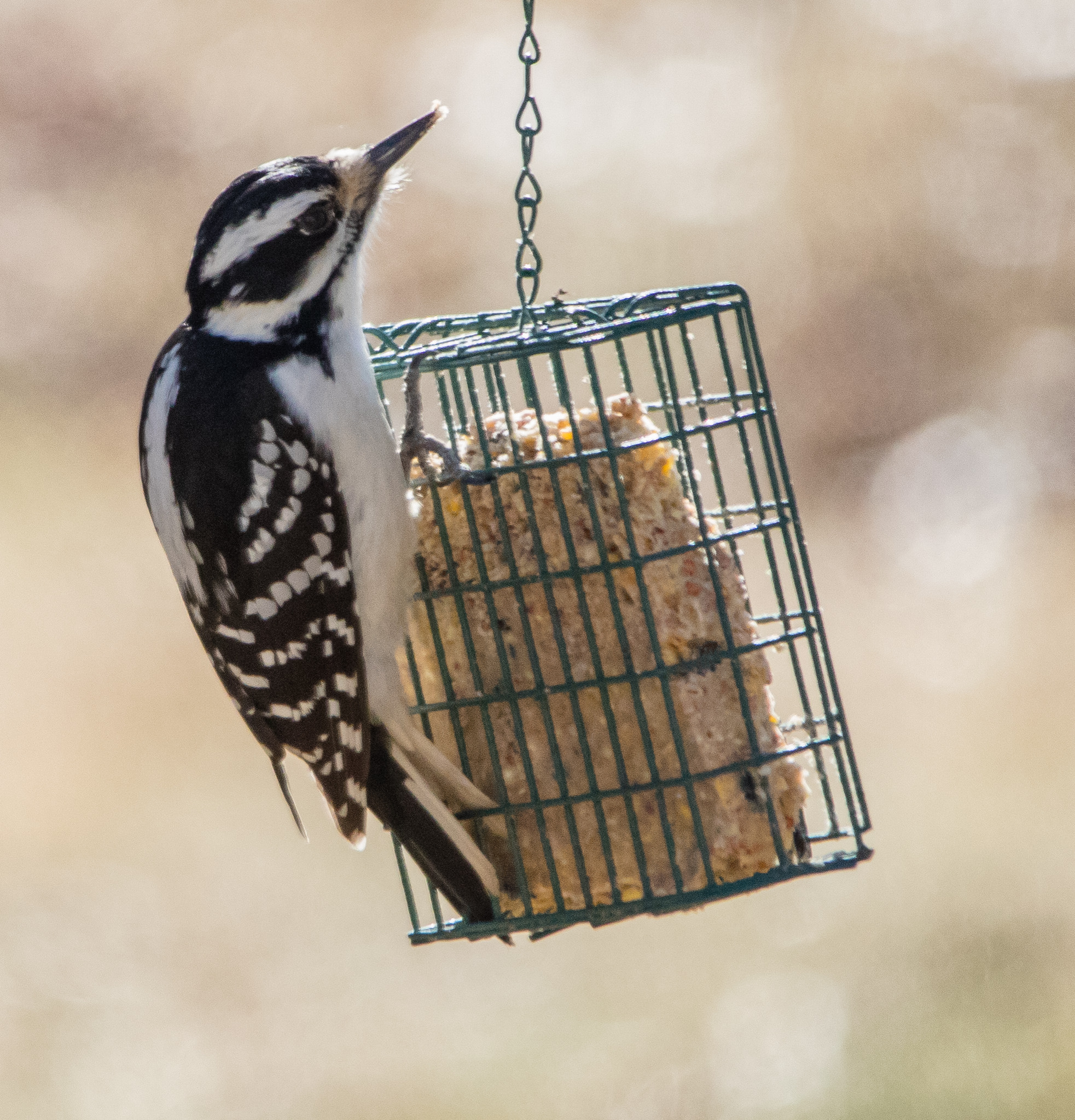 Sigma 150-500mm F5-6.3 DG OS HSM sample photo. Female downy woodpecker photography