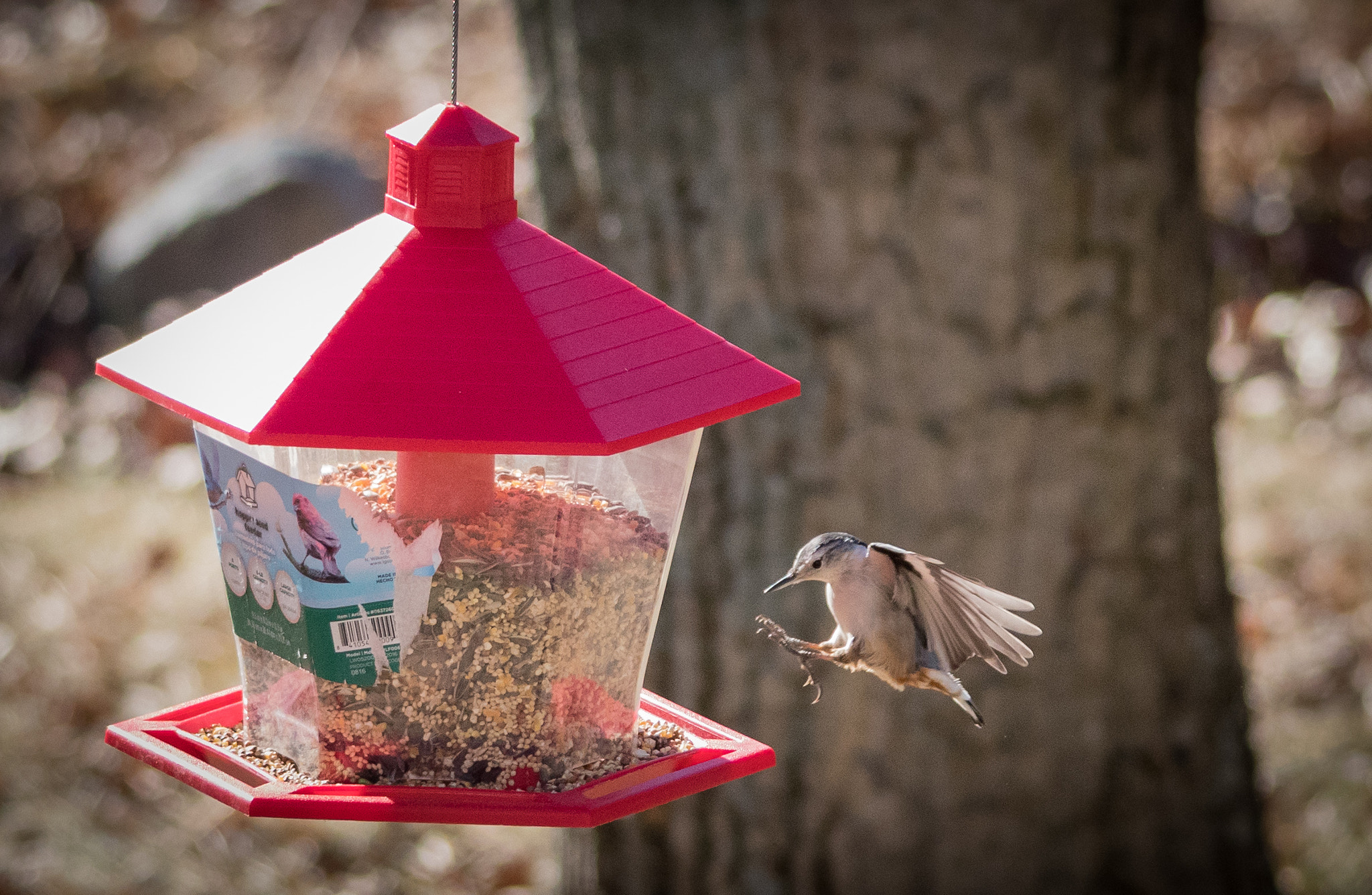 Canon EOS 5D Mark IV sample photo. Titmouse coming in for a landing photography