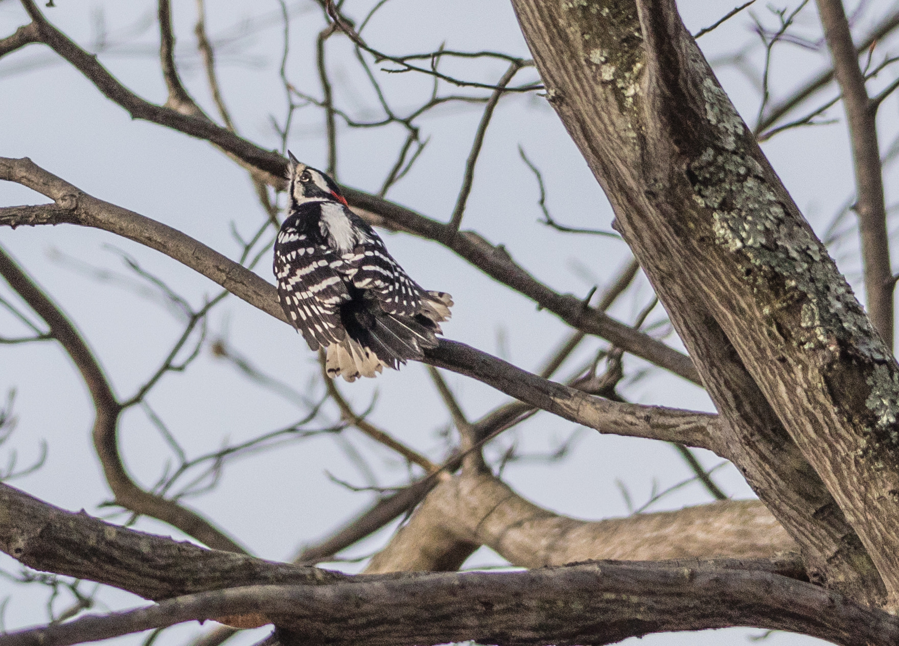 Sigma 150-500mm F5-6.3 DG OS HSM sample photo. Downy woopecker leaping while chasing another wood photography