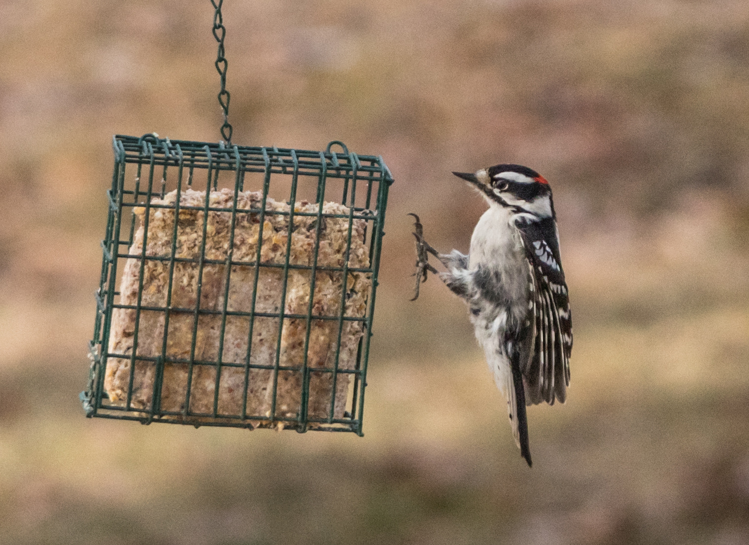 Sigma 150-500mm F5-6.3 DG OS HSM sample photo. Coming in for a landing photography