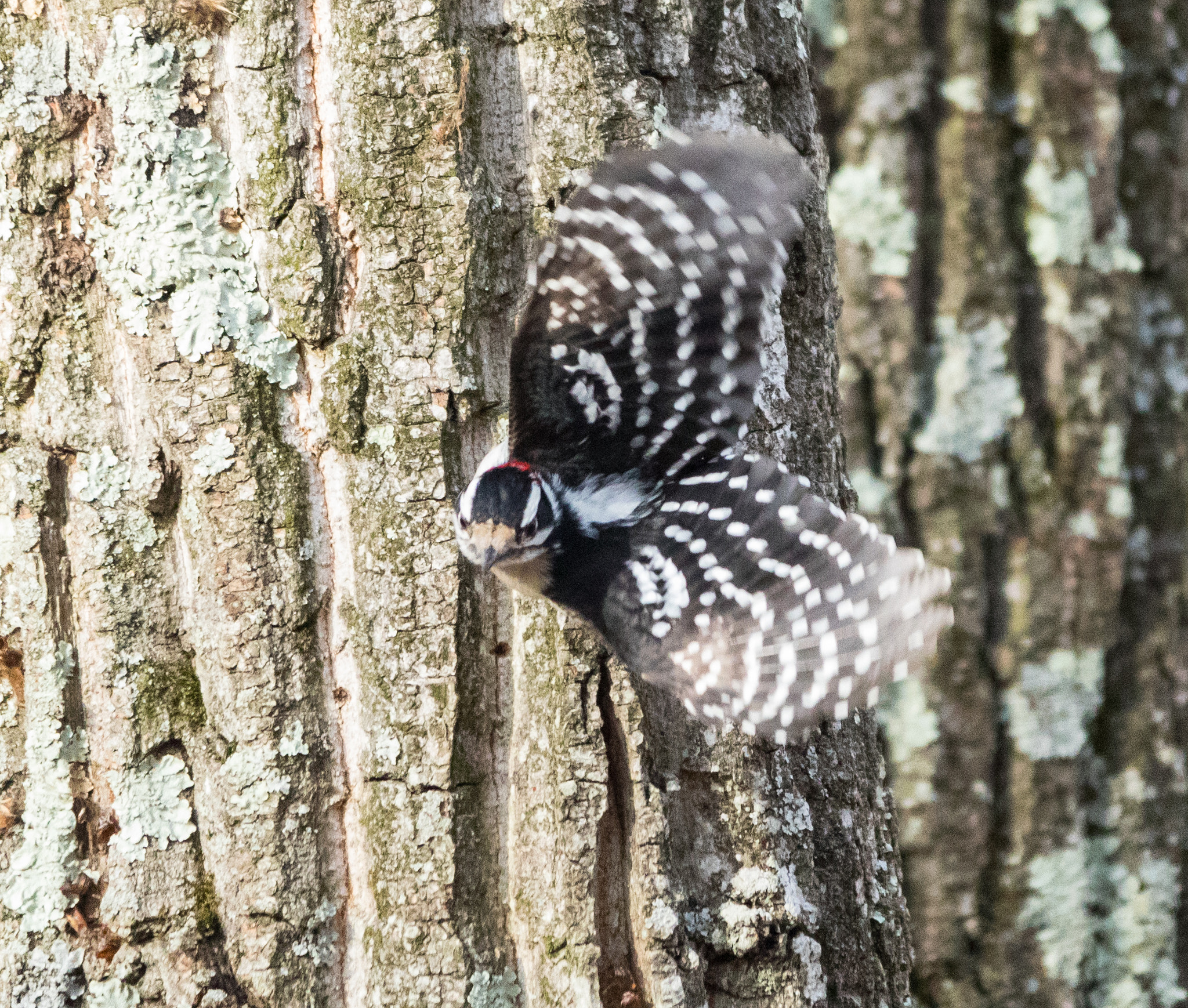 Sigma 150-500mm F5-6.3 DG OS HSM sample photo. Downy woodpecker taking off from tree photography