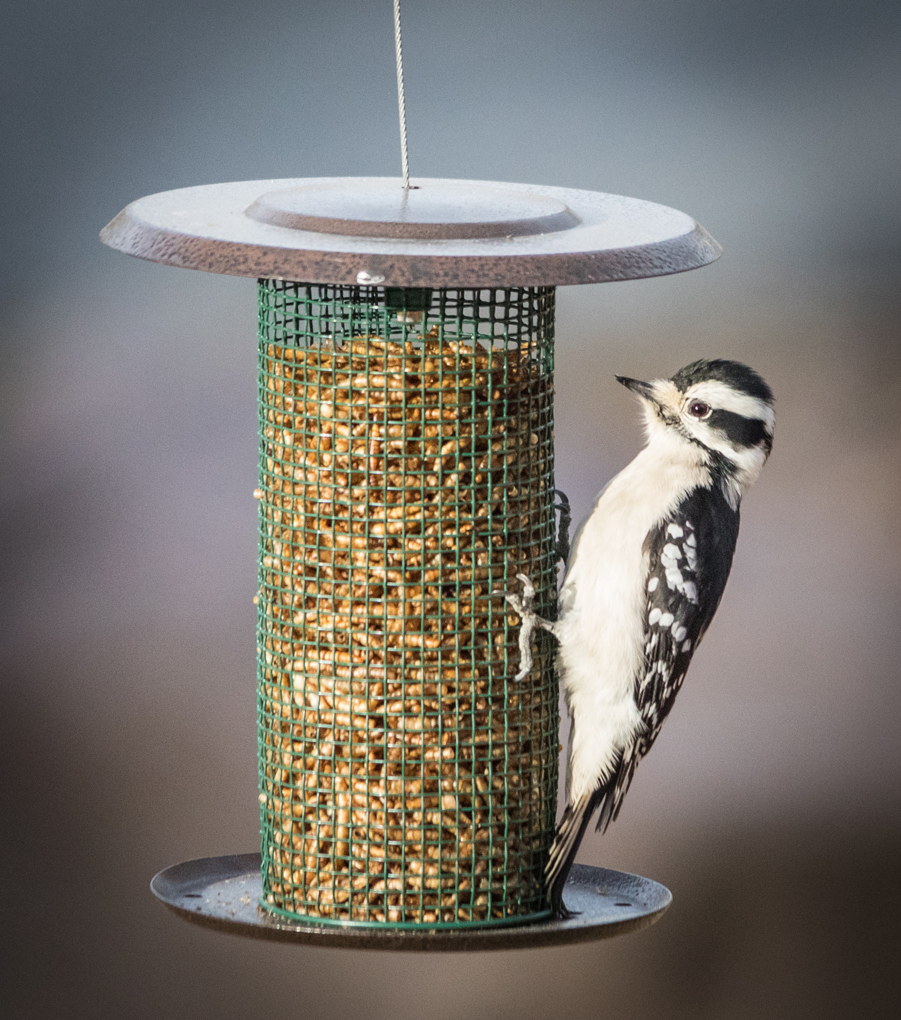Canon EOS 5D Mark IV sample photo. Downy woodpecker feeding on dried meal worms photography