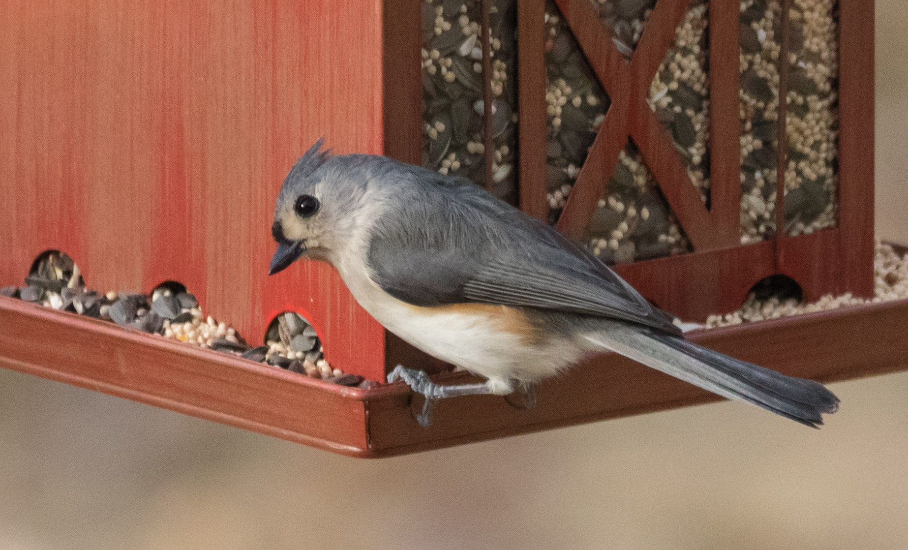 Sigma 150-500mm F5-6.3 DG OS HSM sample photo. Titmouse photography