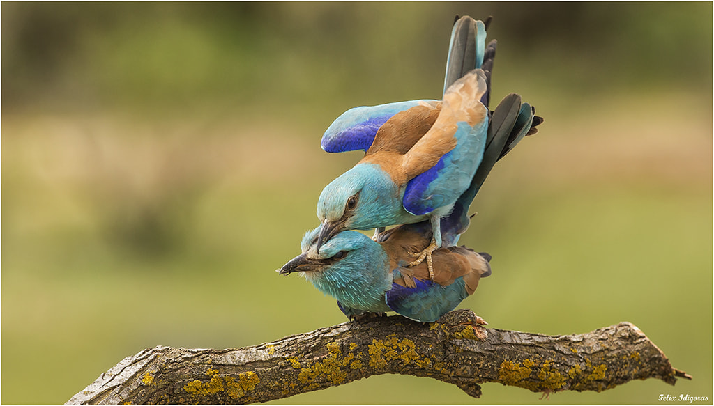 Canon EF 300mm F2.8L IS II USM sample photo. Carracas copulando photography