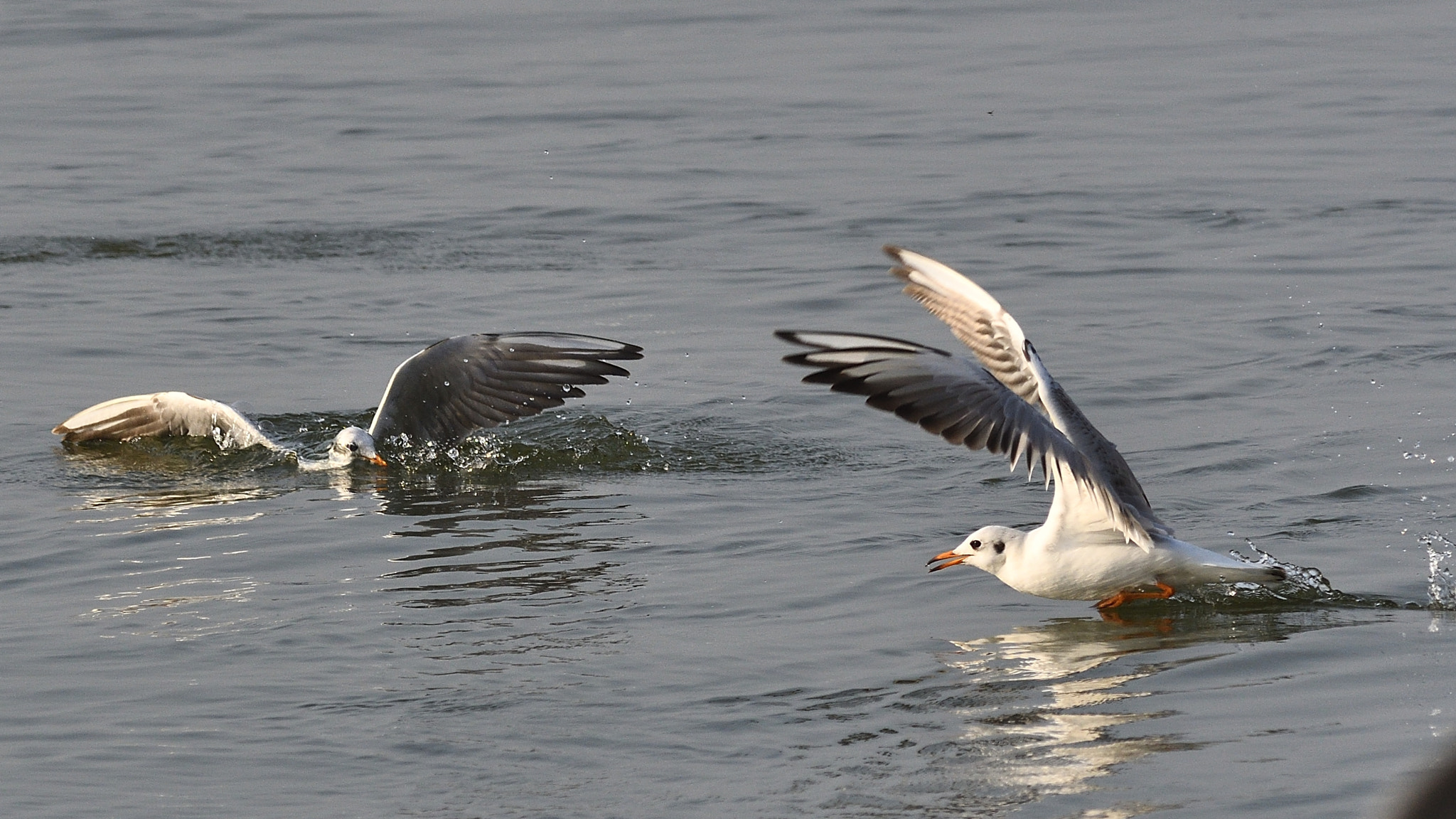 Nikon AF-S Nikkor 300mm F2.8G ED VR II sample photo. Blacked-headed gull photography