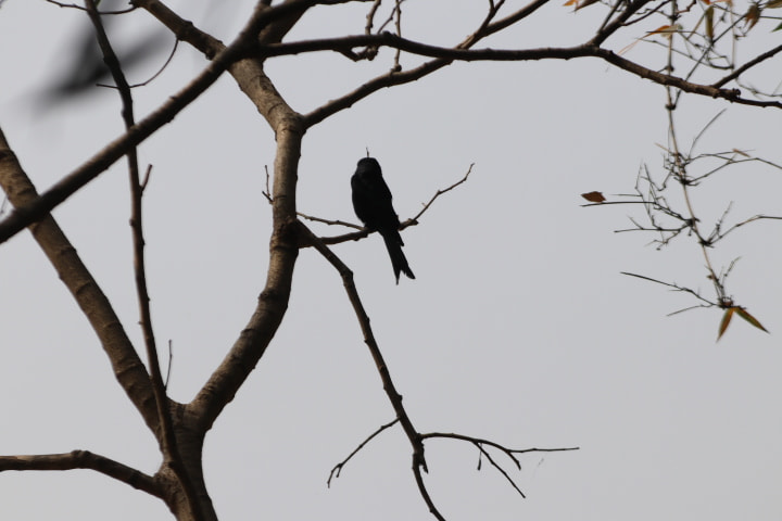 Canon EF 70-300mm F4-5.6 IS USM sample photo