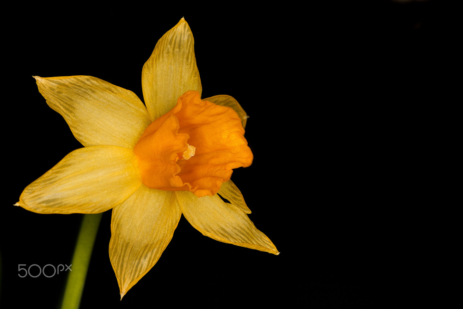 Sigma 105mm F2.8 EX DG OS HSM sample photo. Narcissus flower photography
