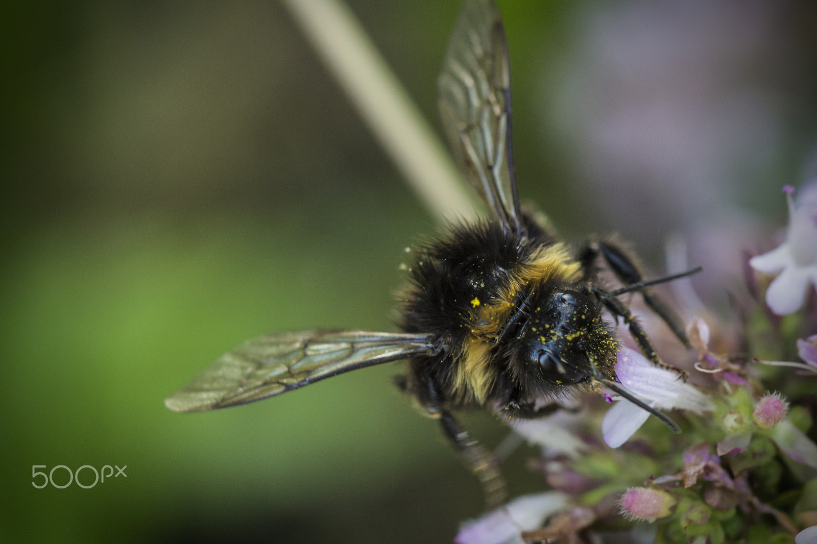 Canon EF 100mm F2.8 Macro USM sample photo. Bumble bee photography