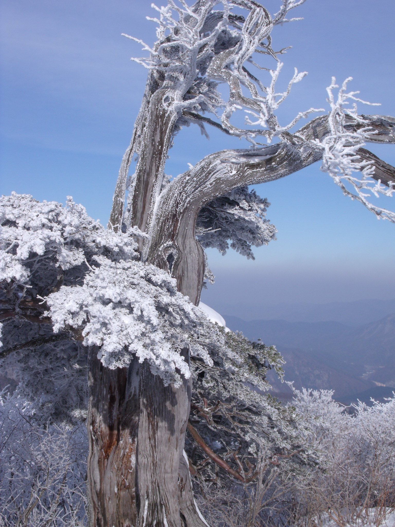 Fujifilm FinePix J110W sample photo. A frosted taxus tree photography