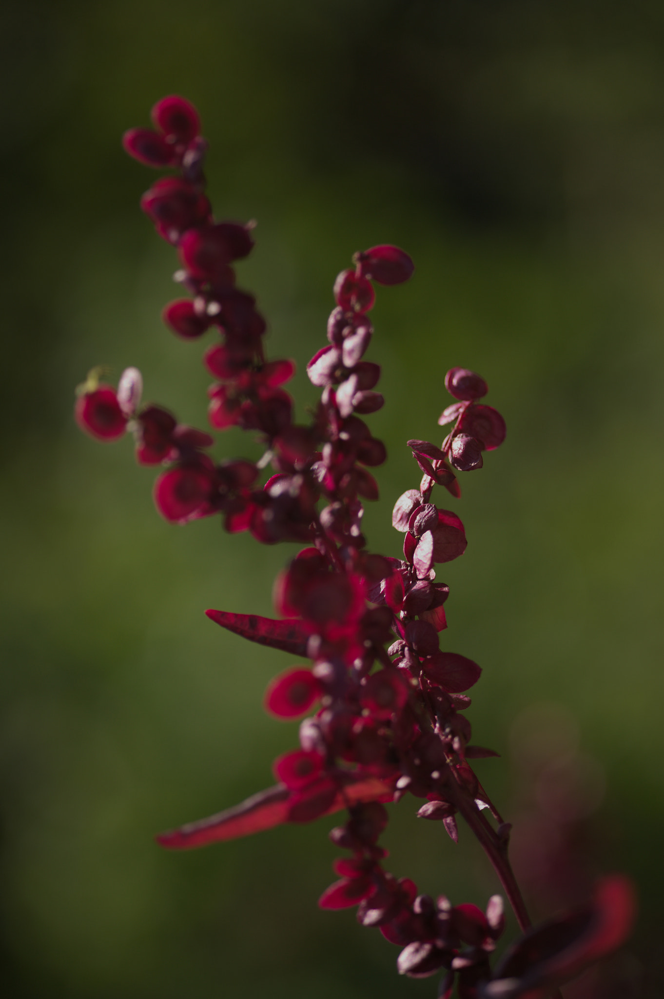 Canon EOS 5D + Sigma 105mm F2.8 EX DG Macro sample photo. Img_2492.jpg photography