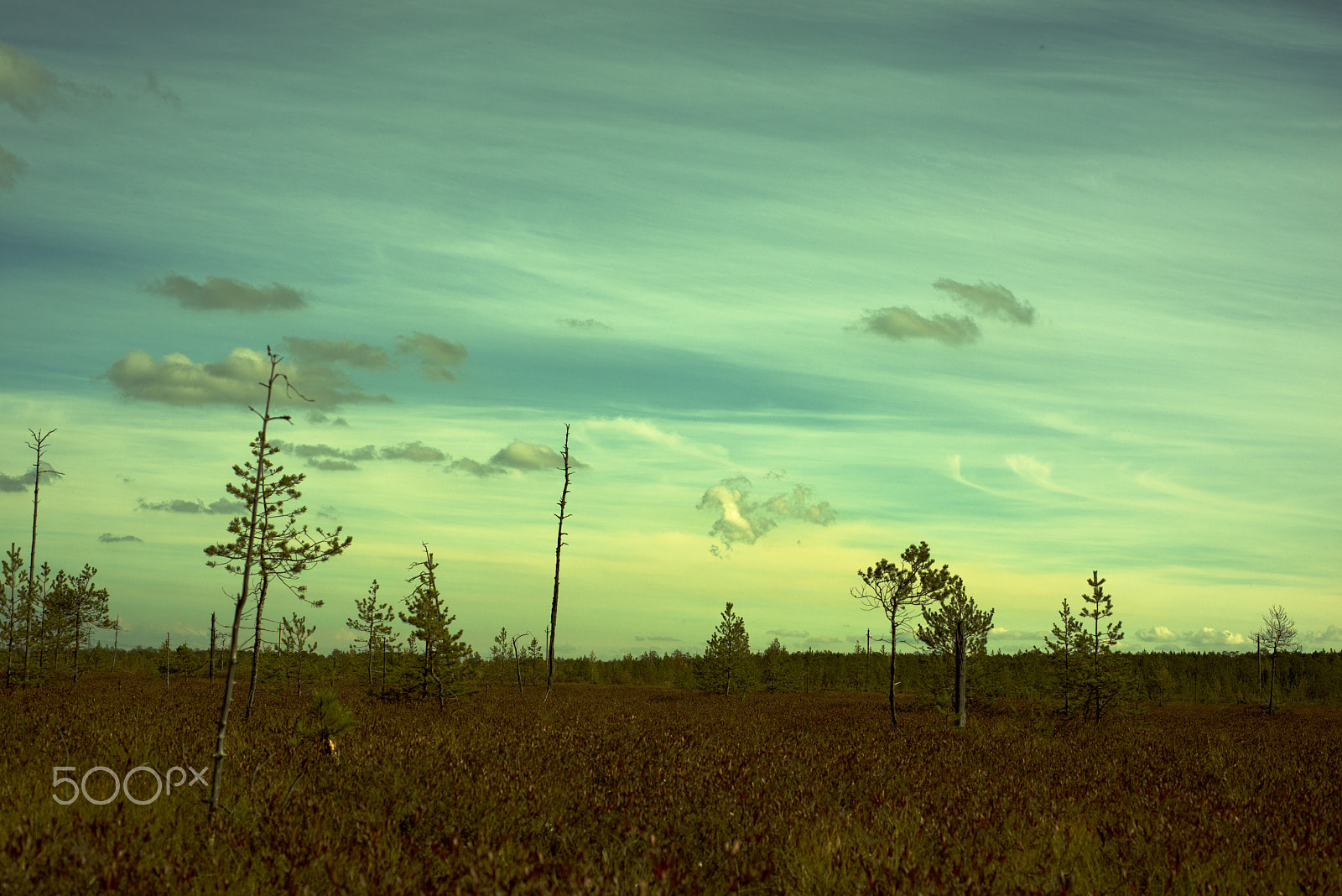 Nikon D800 + Nikon AF Micro-Nikkor 60mm F2.8D sample photo. Clearing in mossy bog forest full of ripe orange cloudberry, with dwarf pine trees in the background photography