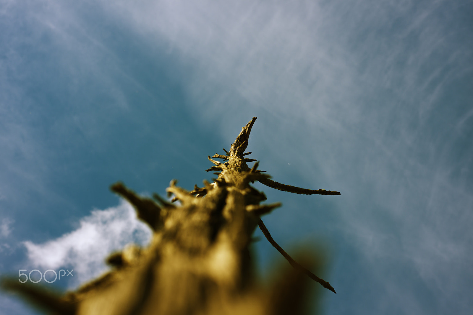 Nikon D800 + Nikon AF Micro-Nikkor 60mm F2.8D sample photo. The old and completely dry tree growing against the blue sky photography