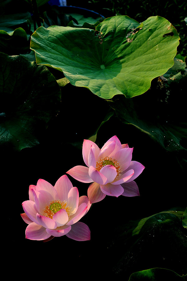 Sigma 24-70mm F2.8 EX DG HSM sample photo. NＢ photography