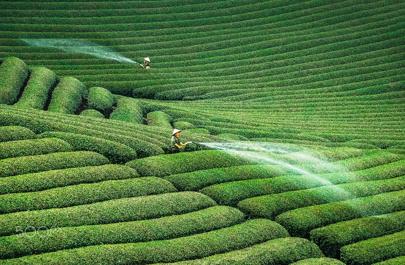 Fujifilm X-E1 sample photo. Tea hill in mocchau highland of vietnam photography