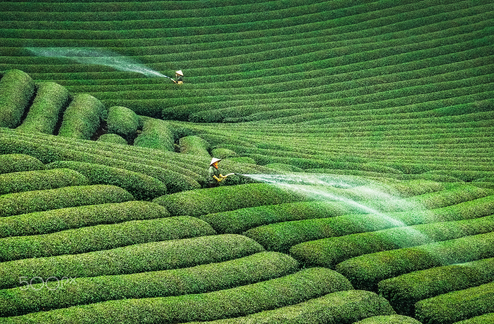 Fujifilm X-E1 + Fujifilm XF 55-200mm F3.5-4.8 R LM OIS sample photo. Tea hill in mocchau highland of vietnam photography