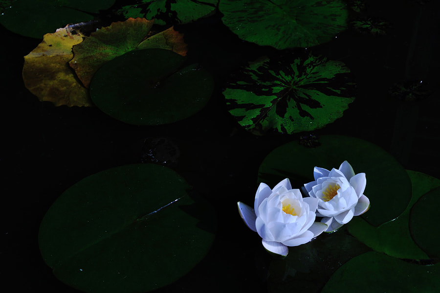 Sigma 24-70mm F2.8 EX DG HSM sample photo. NＢ photography
