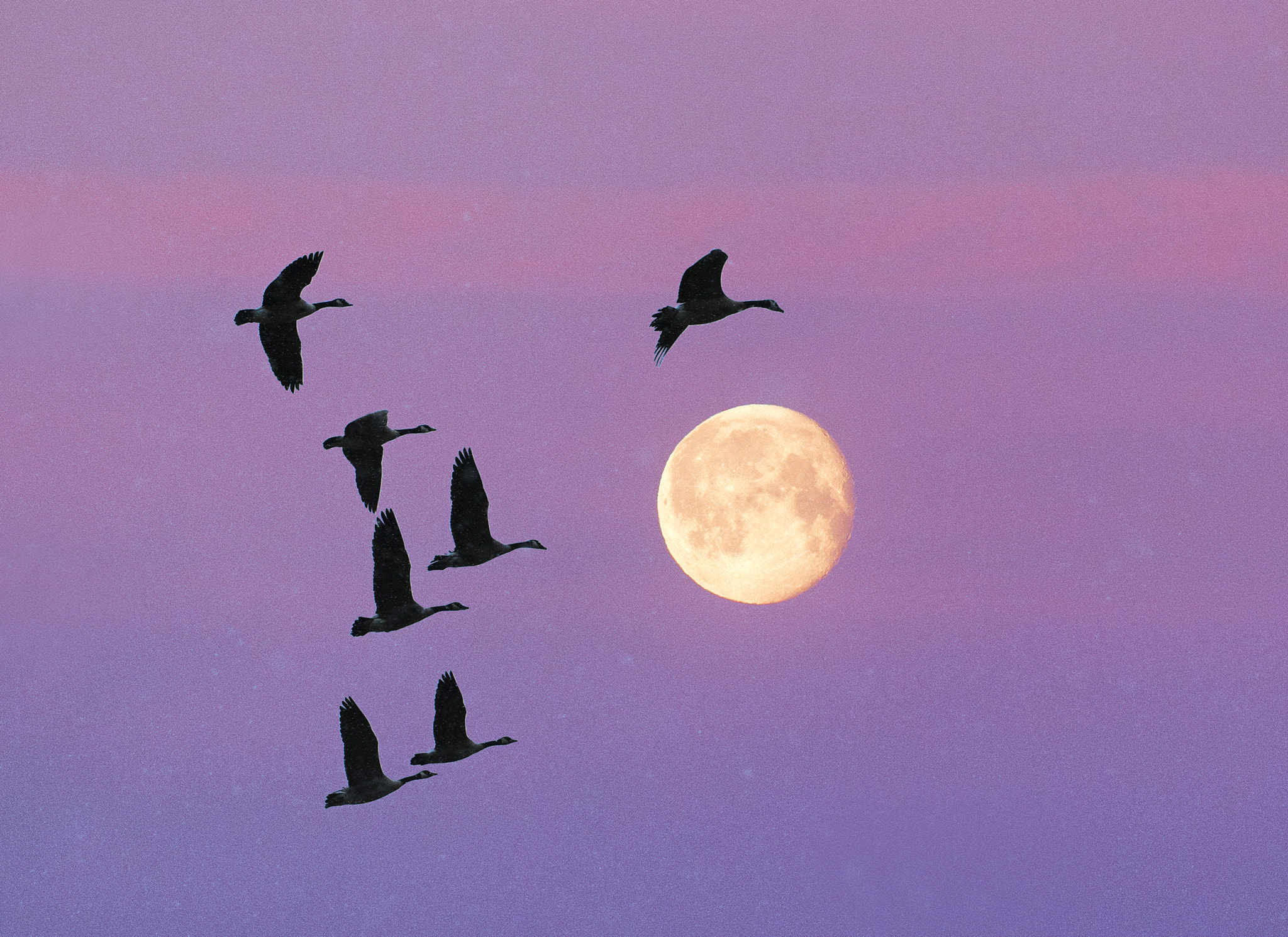 Nikon D300 sample photo. Evening flight photography