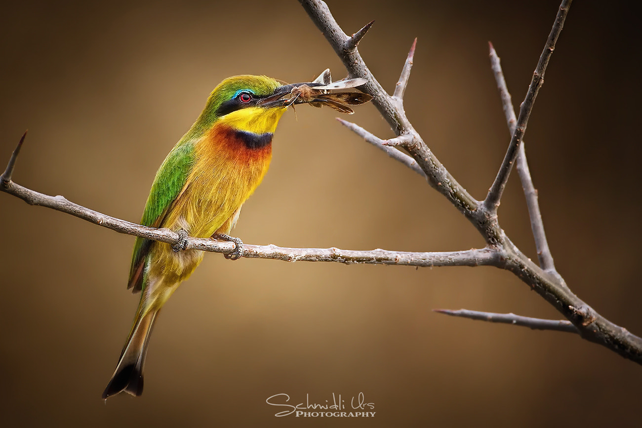 Canon EF 500mm F4L IS USM sample photo. Bienenfresser photography