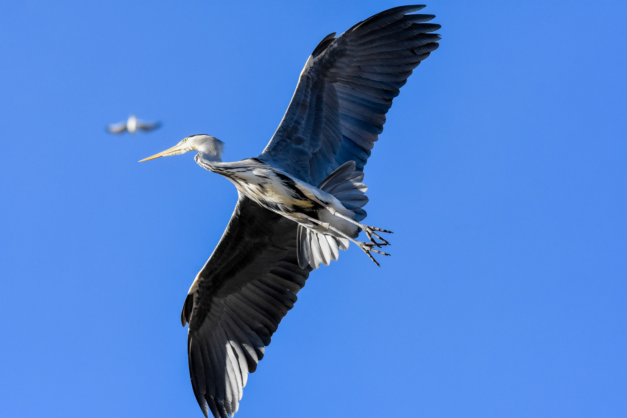 Sigma 150-600mm F5-6.3 DG OS HSM | S sample photo. Heron in flight photography