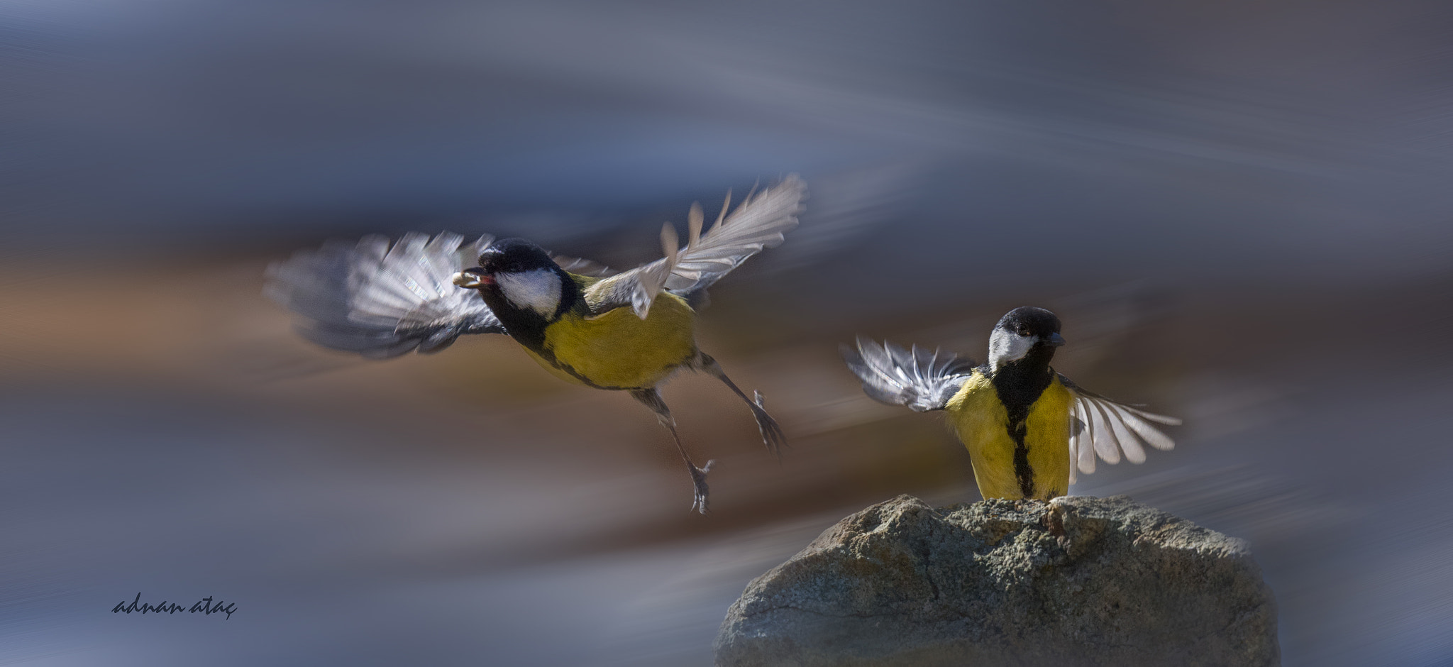 Sigma 150-600mm F5-6.3 DG OS HSM | S sample photo. Büyük baştankara - parus major - great tit photography