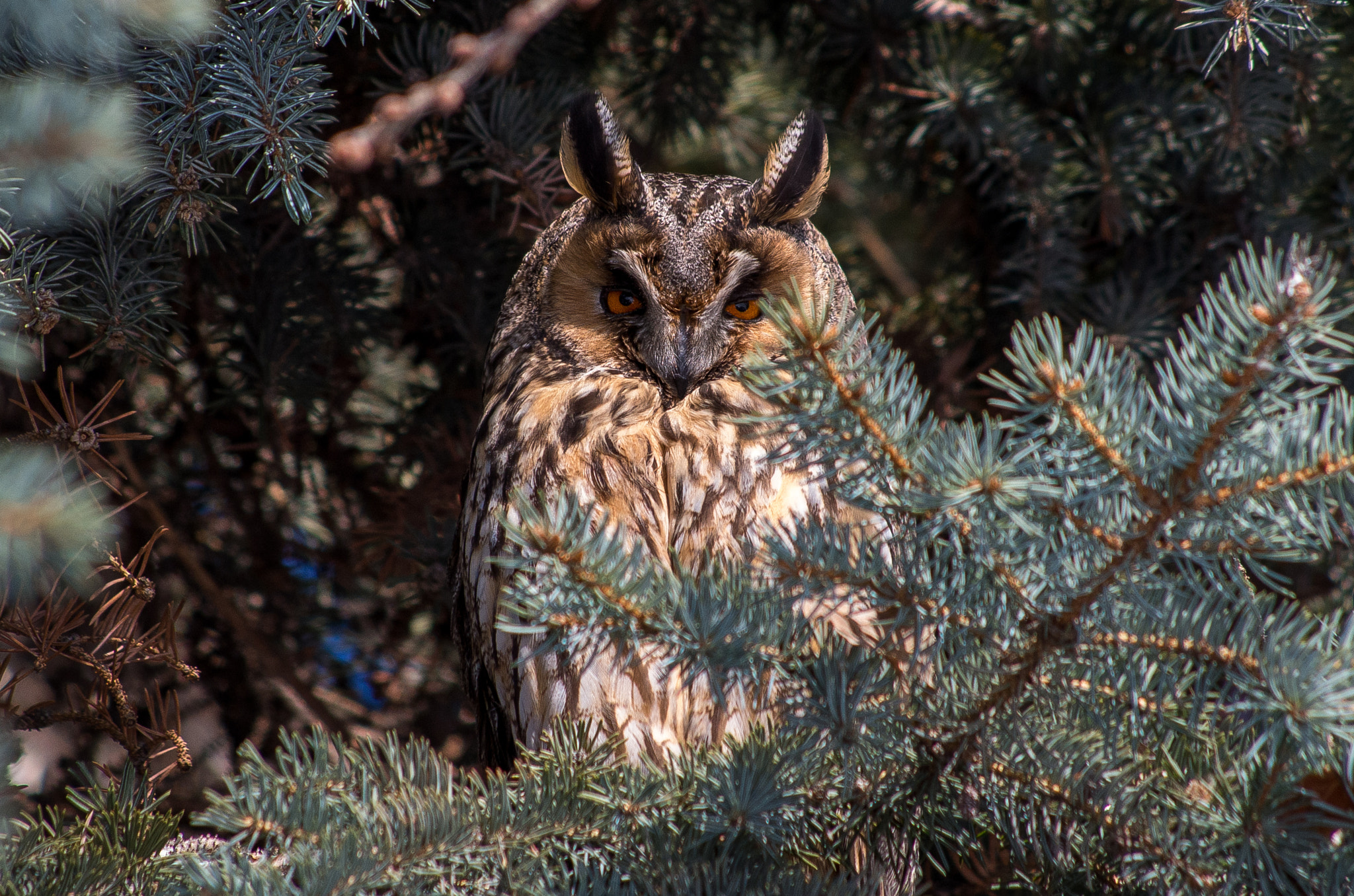 HD Pentax DA 55-300mm F4.0-5.8 ED WR sample photo. Long-eared owl / asio otus photography