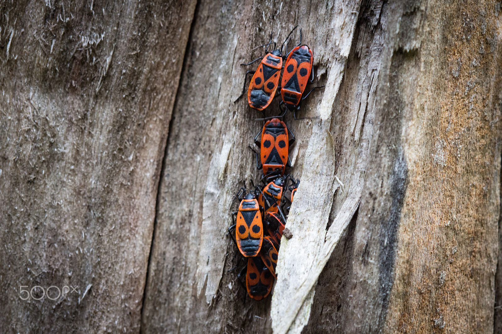 Canon EF 100mm F2.8 Macro USM sample photo. Hemiptera photography