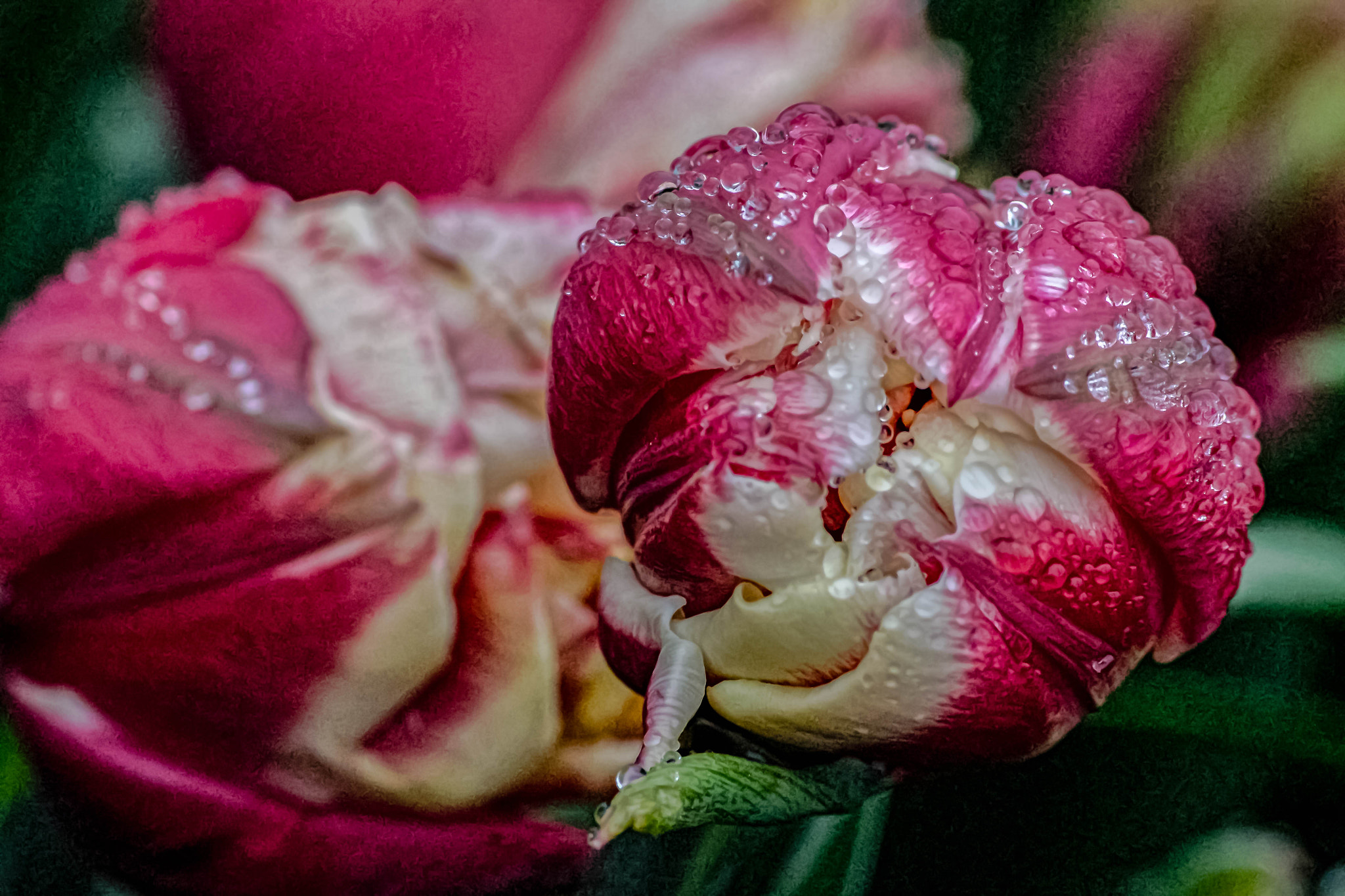 Canon EOS 1100D (EOS Rebel T3 / EOS Kiss X50) sample photo. Droplets  photography