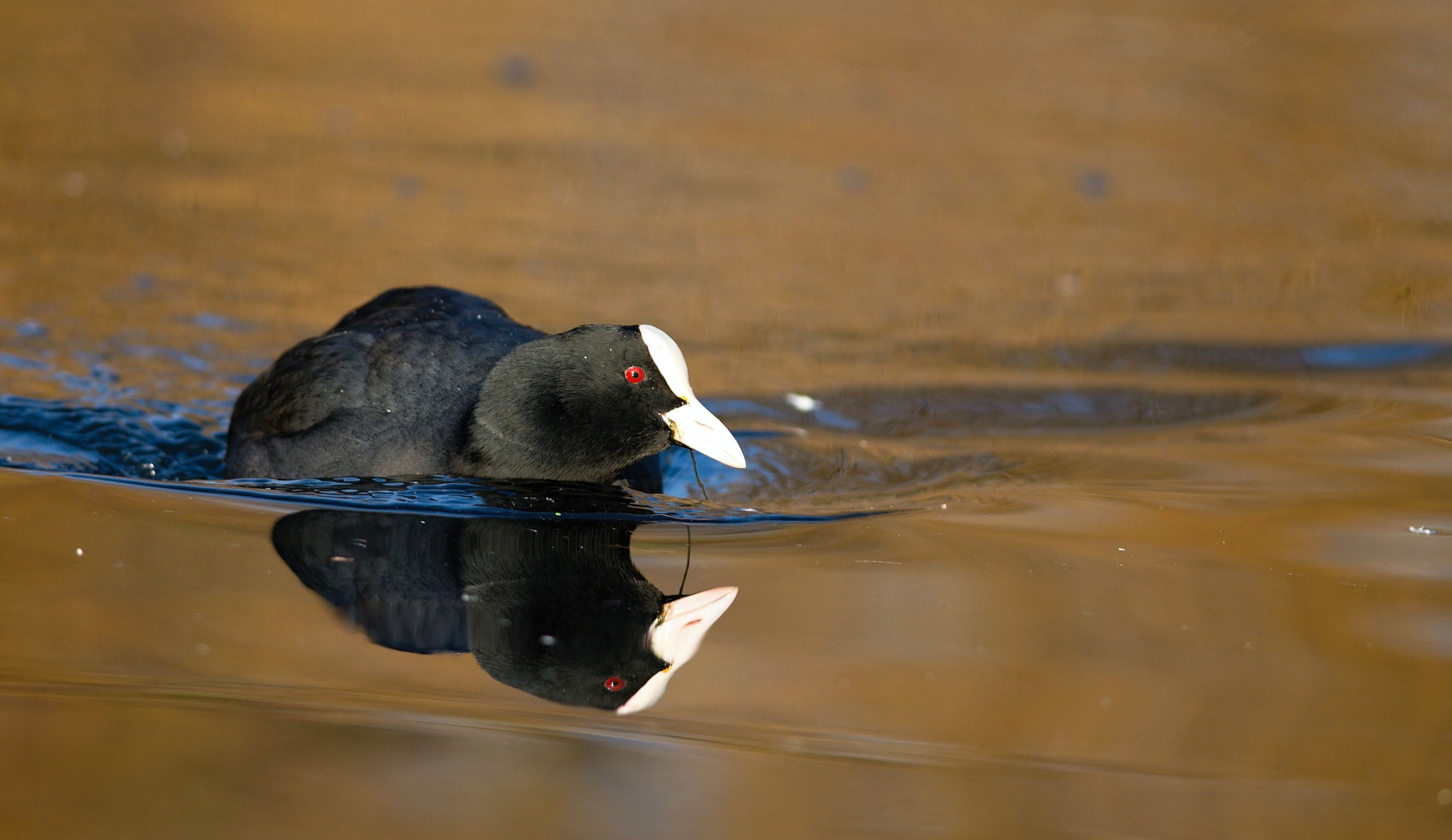 Nikon D610 sample photo. Eurasian coot photography