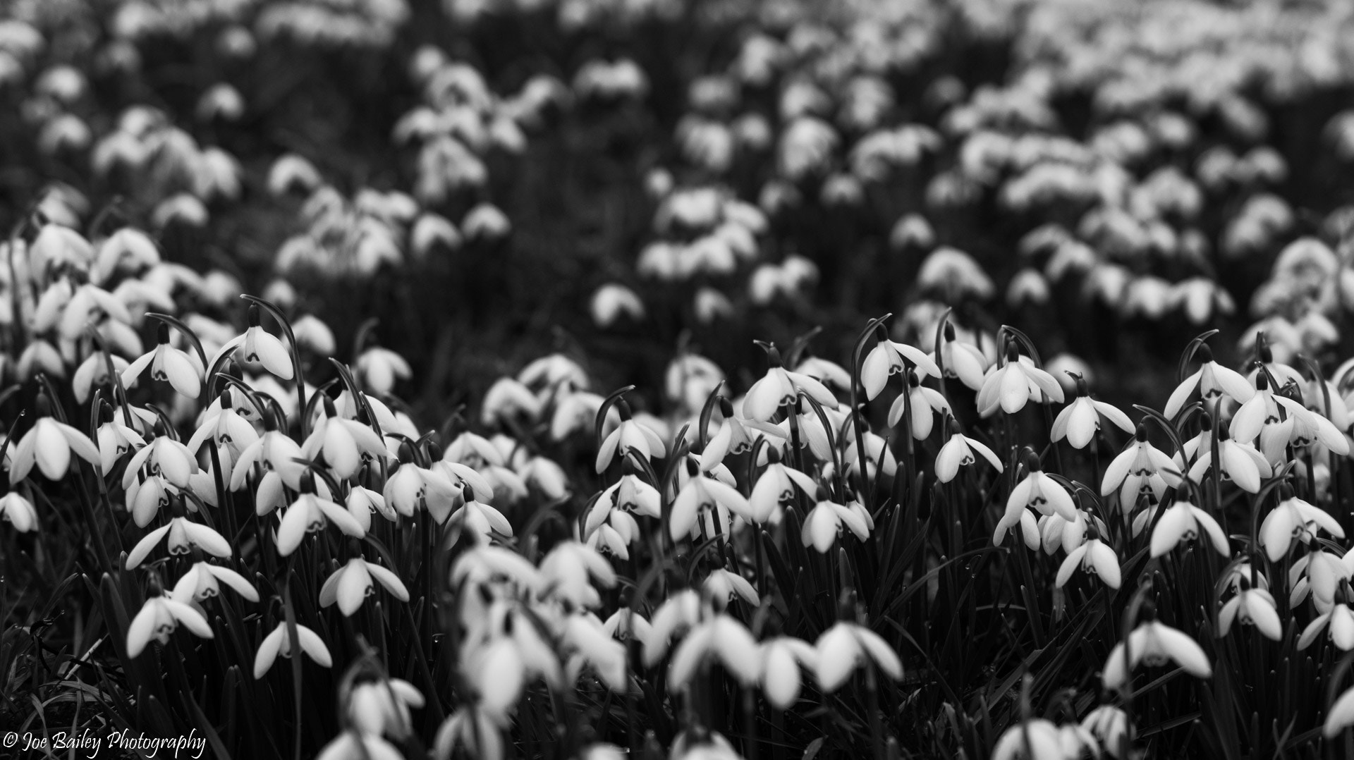 Sony SLT-A58 + Sony DT 50mm F1.8 SAM sample photo. Joe bailey photography snowdrops (of ) photography