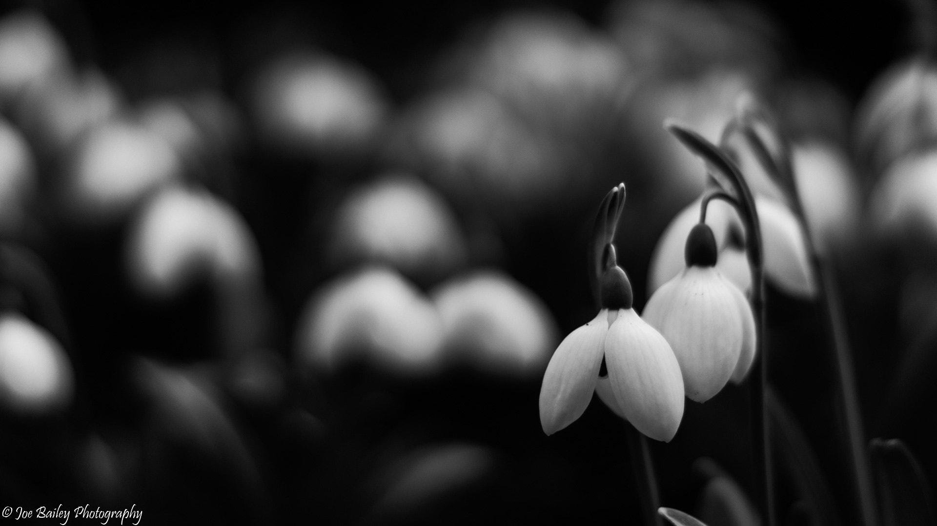 Sony SLT-A58 + Sony DT 50mm F1.8 SAM sample photo. Joe bailey photography snowdrops (of ) photography