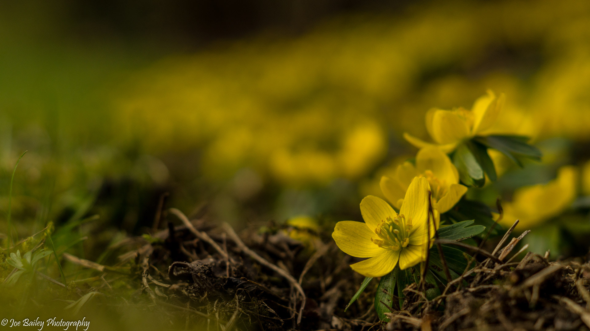 Sony SLT-A58 + Sony DT 50mm F1.8 SAM sample photo. Joe bailey photography snowdrops (of ) photography