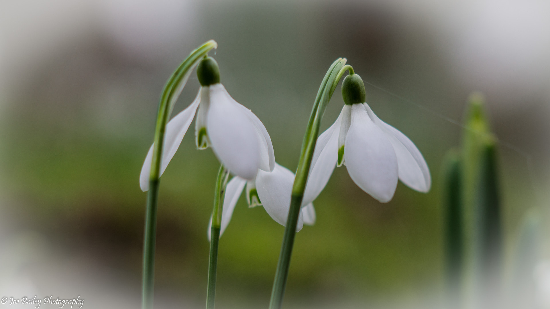 Sony SLT-A58 + Sony DT 50mm F1.8 SAM sample photo. Joe bailey photography snowdrops (of ) photography